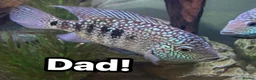 Cichlids fish for sale: Texas cichlids  in Pevensey - Advert 3