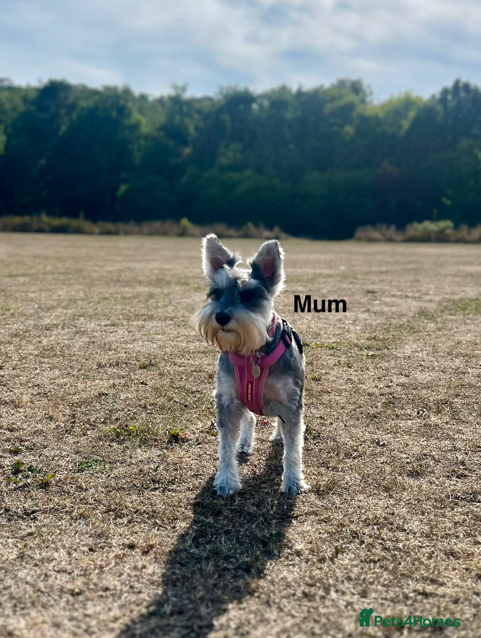 Schnoodle dogs Beautiful F1 Schnoodle Puppies - Advert 2