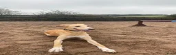 Mixed Breed dogs for sale: Loving 7 Year Old Lurcher - Advert 4