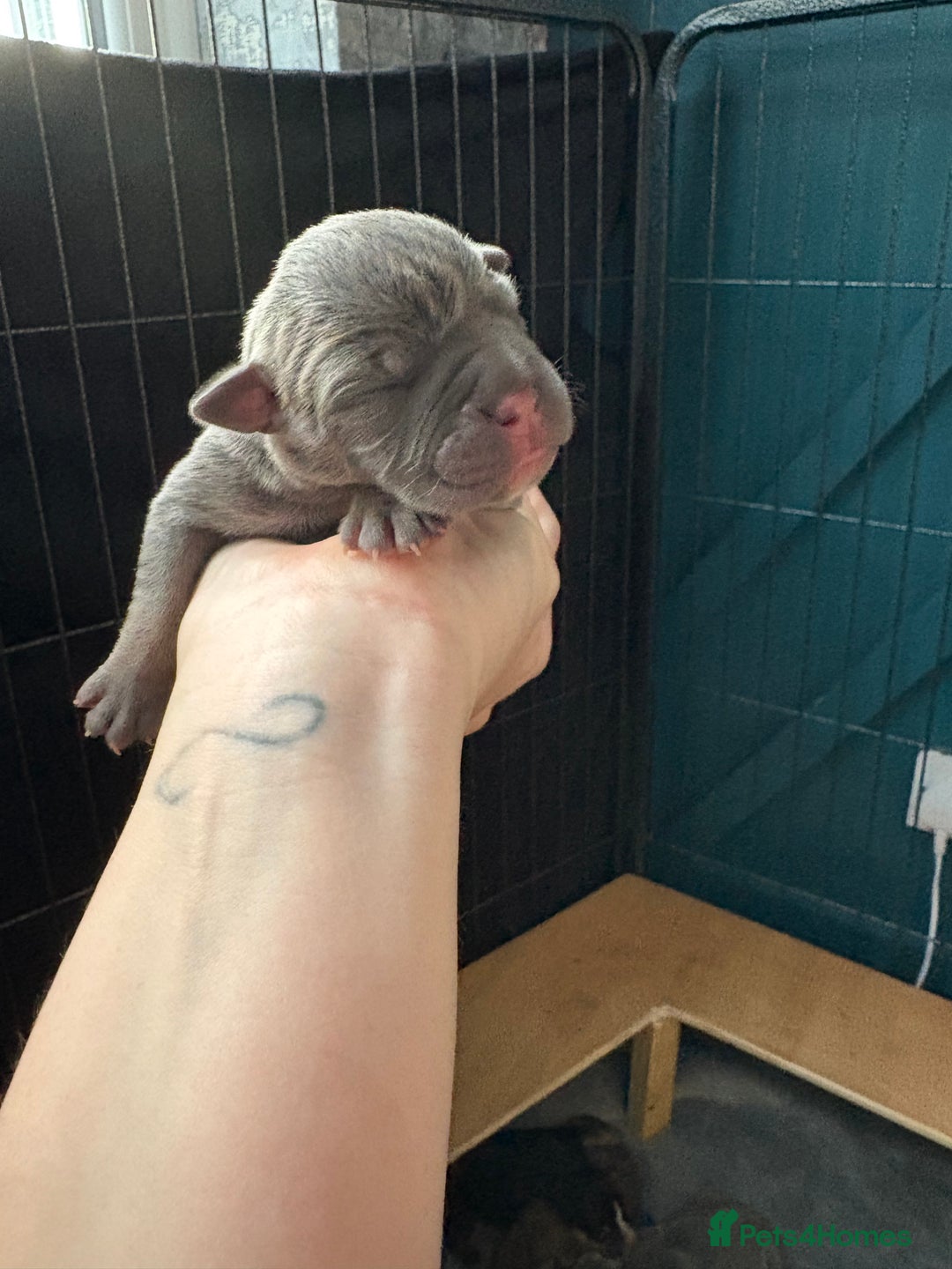 Olde English Bulldogge dogs for sale: Olde English Bulldogge Litter. - Image 10
