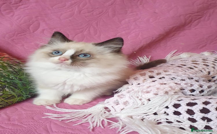 Ragdoll cats - Advert 14