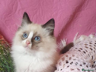 Ragdoll cats - Advert 18