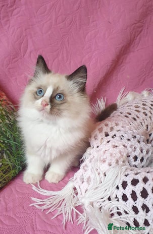 Ragdoll cats - Advert 14