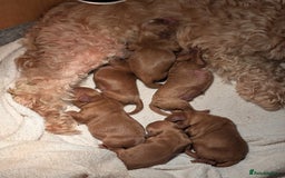 Cavapoo dogs for sale: Cavapoo Puppies  - Image 4