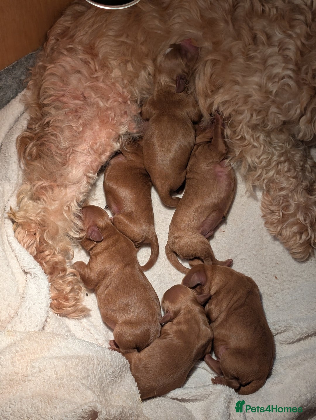 Cavapoo dogs for sale: Cavapoo Puppies  - Image 4