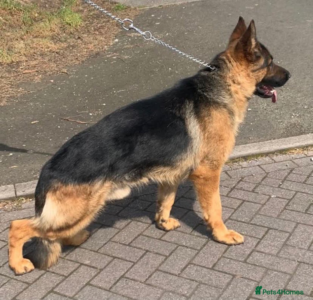 German Shepherd dogs for sale: TOP QUALITY SHOW LINES  - Image 19