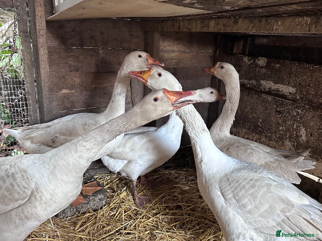 Geese poultry for sale: Nice tempered Geese x5  - Advert 5