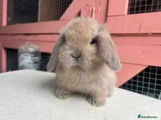 Mini Lop rabbits Vaccinated Baby mini lop bucks - Advert 2