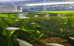 Mollies fish for sale: Mollie Fry - Image 3