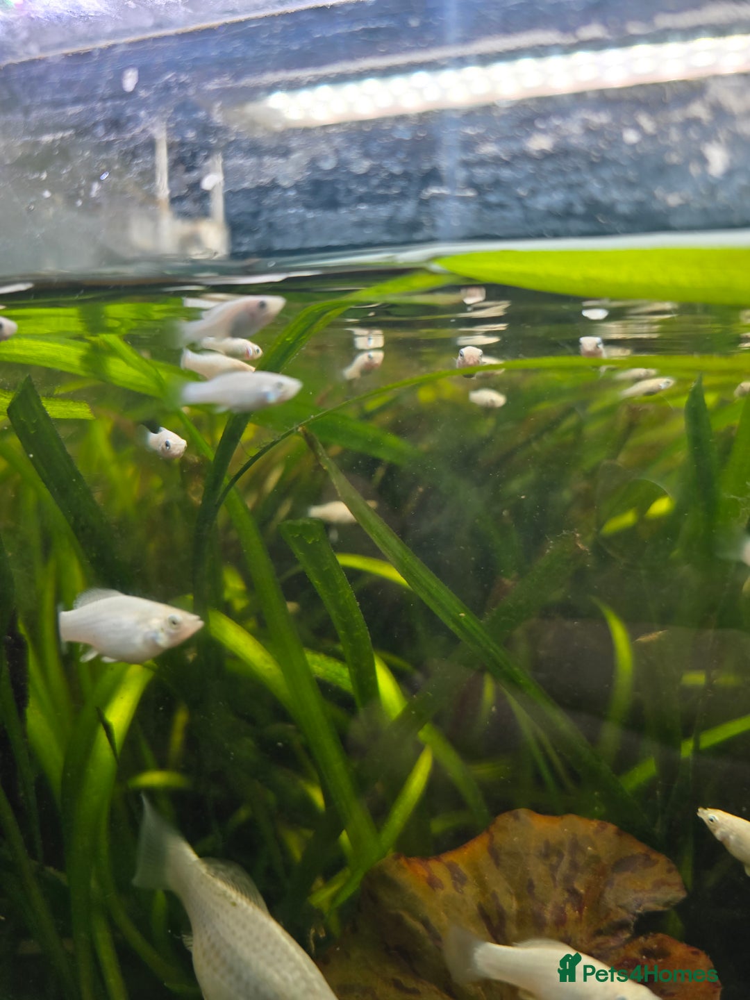 Mollies fish for sale: Mollie Fry - Image 3