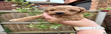 Toy Poodle Puppy 5