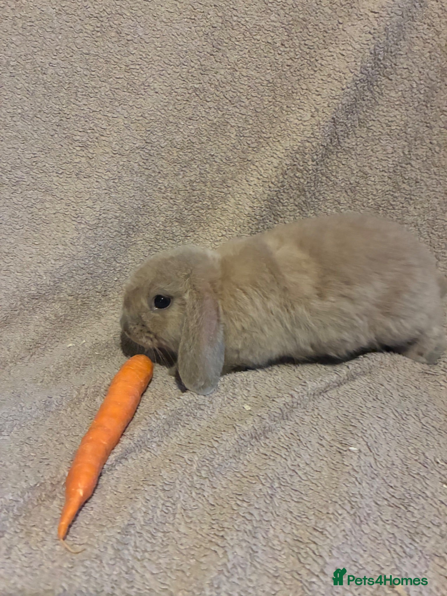 Mini Lop rabbits Pure bred mini lops  - Advert 1