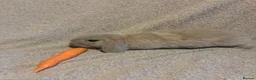 Mini Lop rabbits for sale: Pure bred mini lops  - Advert 1