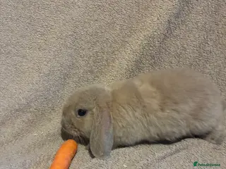 Mini Lop rabbits Pure bred mini lops - Advert 2