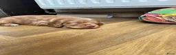 Cocker Spaniel dogs for sale: Working cocker spaniel puppies  - Advert 12