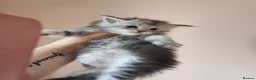 Maine Coon cats for sale: Pure Maine coons kittens ❤️❤️  - Advert 16