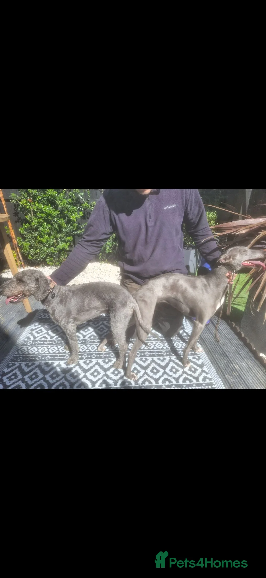 Mixed Breed dogs for sale: Bedlington x whippet pups first cross  - Advert 2