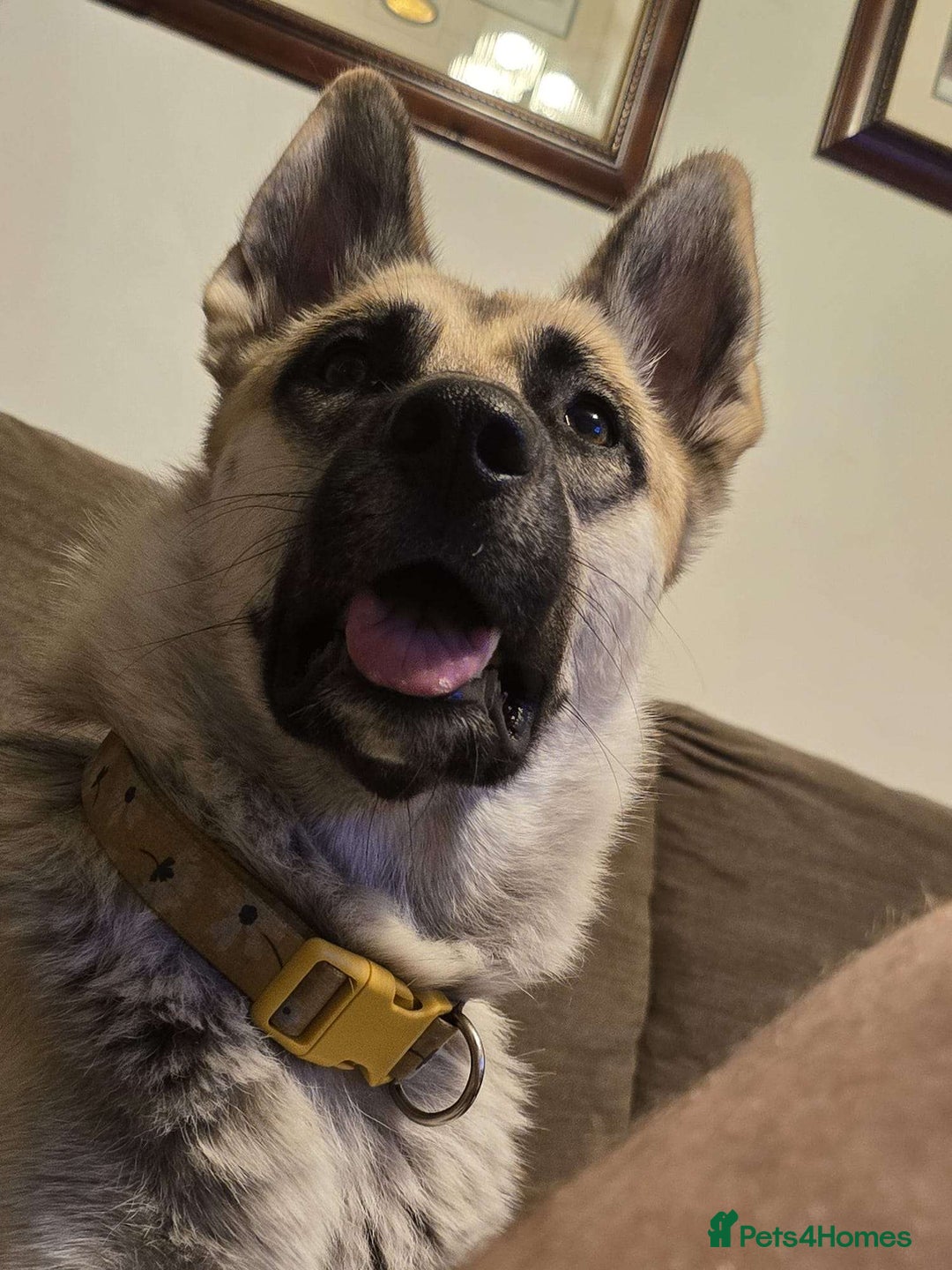 Shepsky dogs for sale: jinx  - Image 2