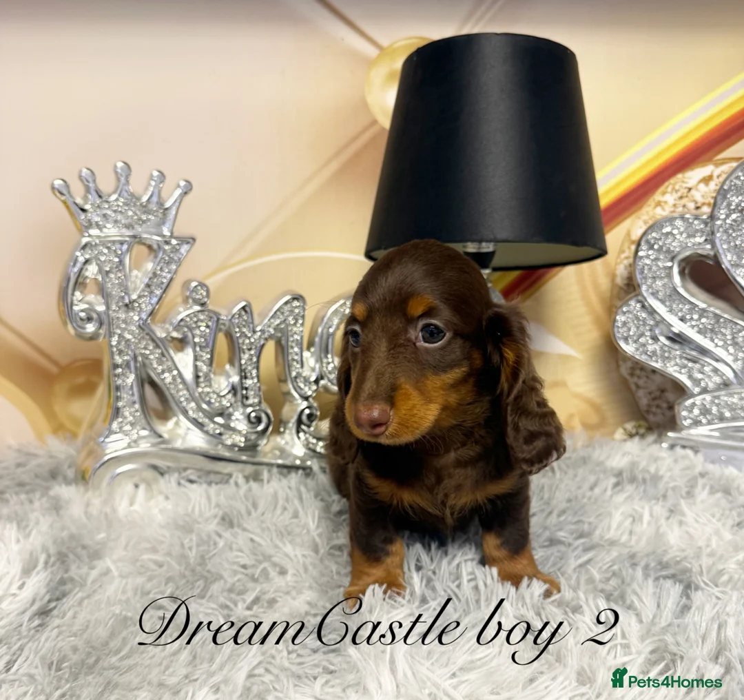 Miniature Dachshund dogs for sale: KC reg ready now long coat puppies  - Advert 2