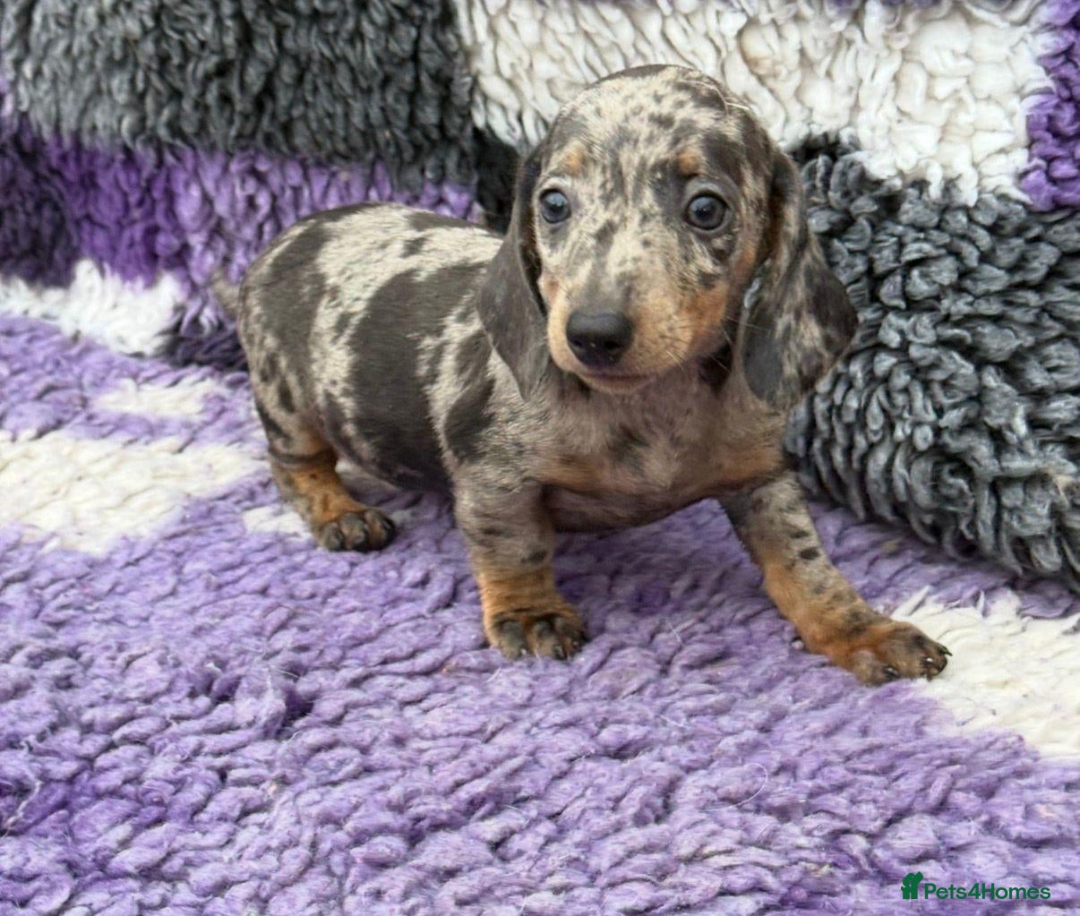 Miniature Dachshund dogs Miniature dachshund puppies - Advert 3