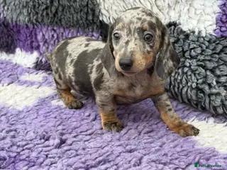 Miniature Dachshund dogs Miniature dachshund puppies - Advert 6