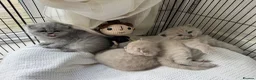 British Shorthair cats for sale: 3 beautiful Female BSH lilac and blues available  in Dartford - Advert 22