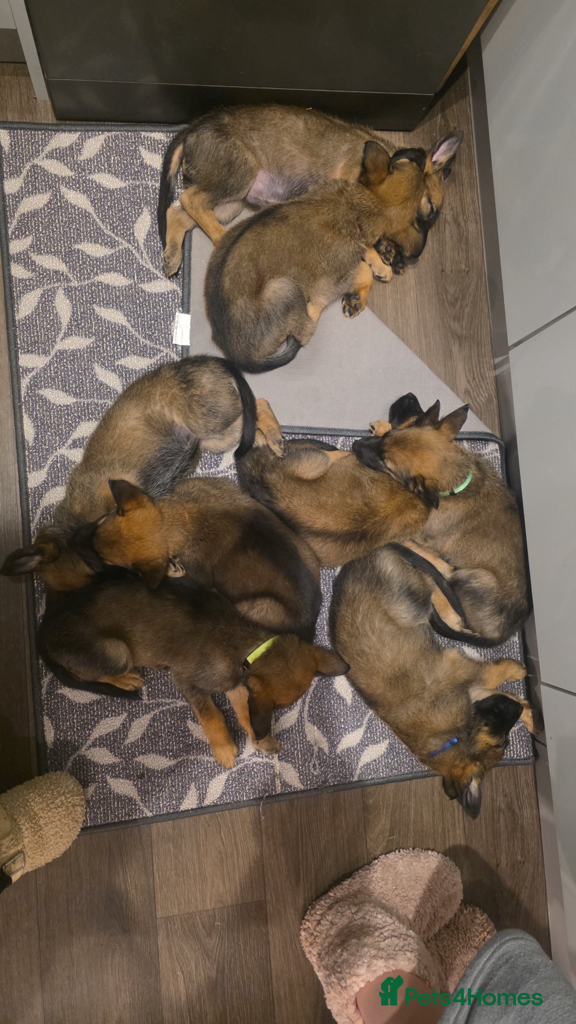 Mixed Breed dogs 8 adorable puppies - Advert 10