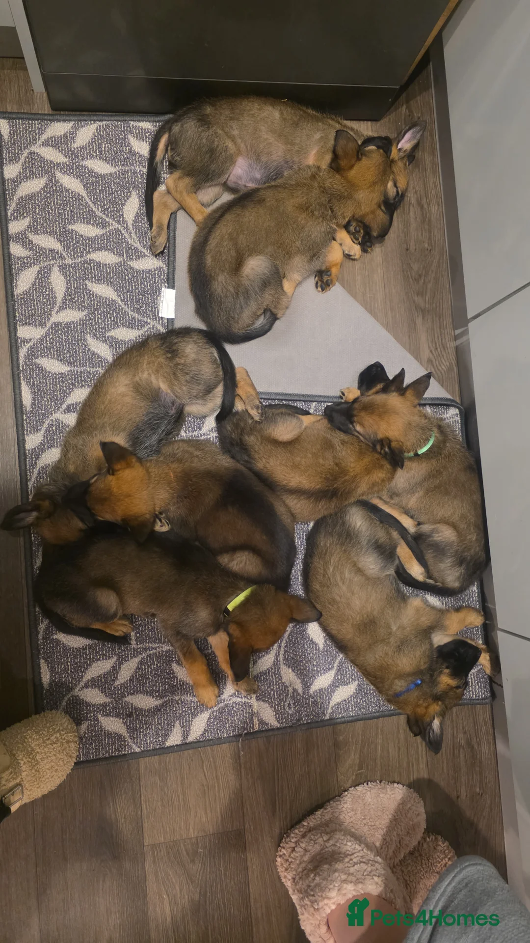 Mixed Breed dogs for sale: LAST 3 READY FOR THEIR FOREVER HOMES - Advert 2