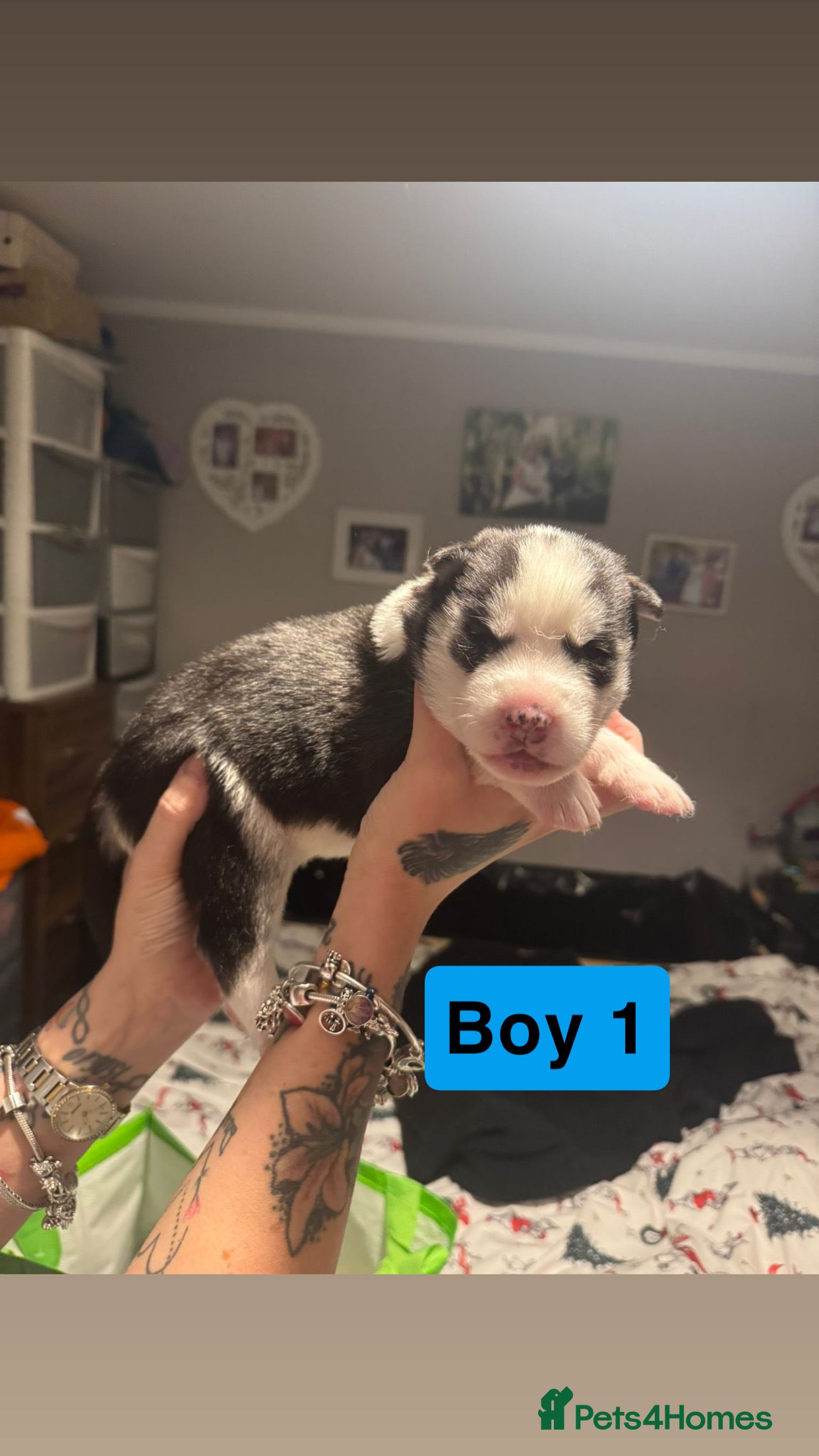 Siberian Husky dogs Siberian Husky Pups  - Advert 6