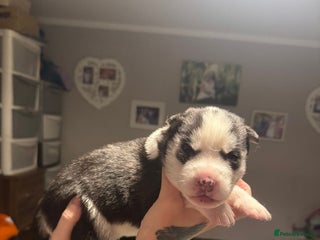 Siberian Husky dogs Siberian Husky Pups - Advert 6