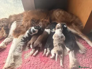 Border Collie dogs Border collie - Advert 1