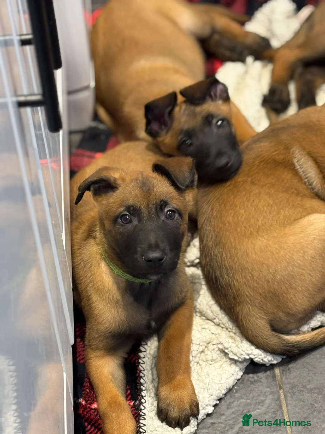 Belgian Shepherd Dog dogs for sale: Belgian Malinois Puppies - Ready to leave! - Advert 3