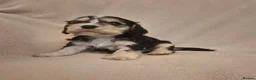 Cocker Spaniel dogs for sale: Stunning Health Tested Cocker Spaniels  - Advert 19