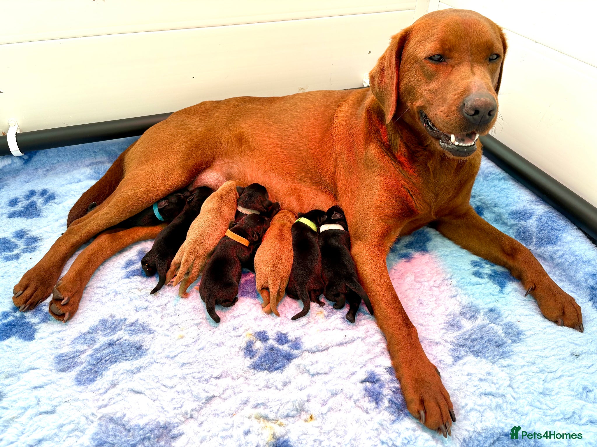 Labrador Retriever dogs Labrador Retriever Puppies - Advert 1