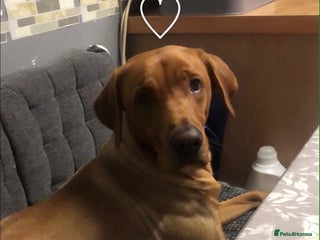 Labrador Retriever dogs - Advert 9