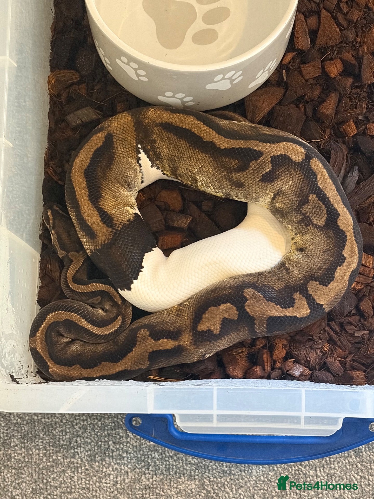 Python Snake reptiles Adult Female Ball Pythons - Proven Breeders - Advert 2