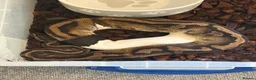 Python Snake reptiles for sale: Adult Female Ball Pythons - Proven Breeders - Advert 1