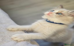 Ragdoll cats for sale: Ragdoll Kittens  - Advert 4