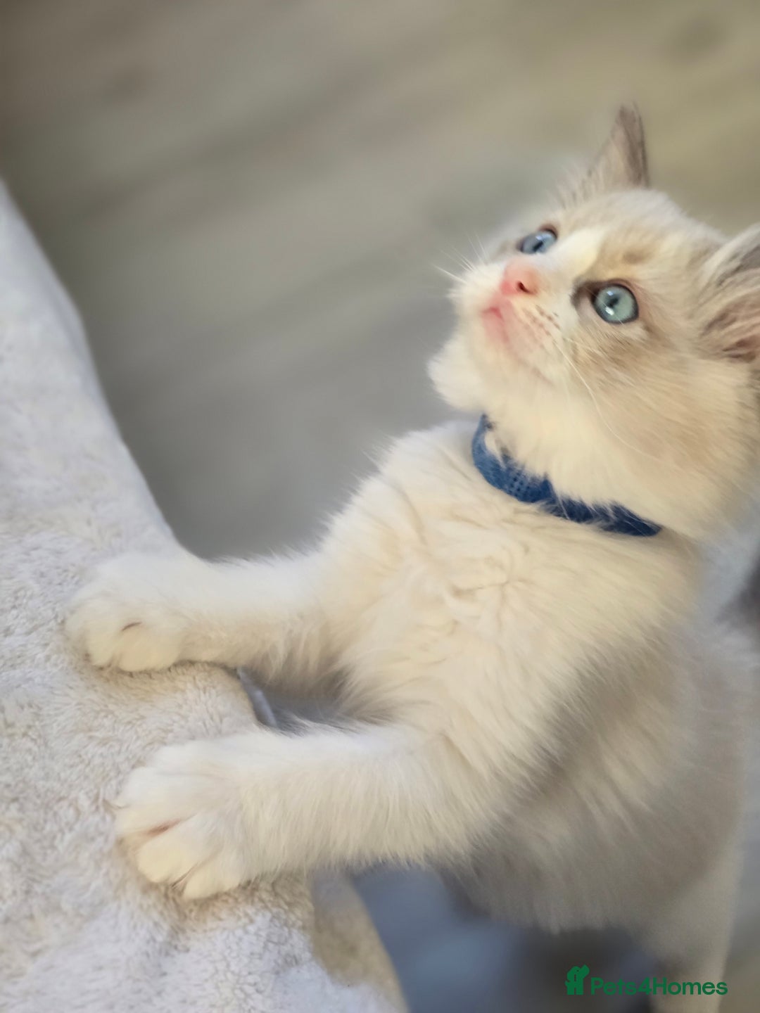 Ragdoll cats for sale: Ragdoll Kittens  - Advert 4