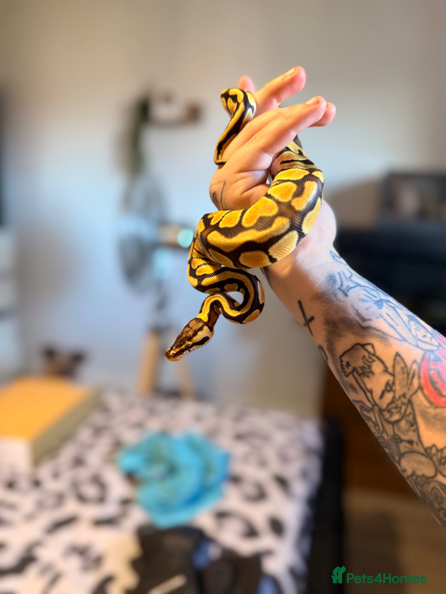 Python Snake reptiles female ball python  - Advert 2