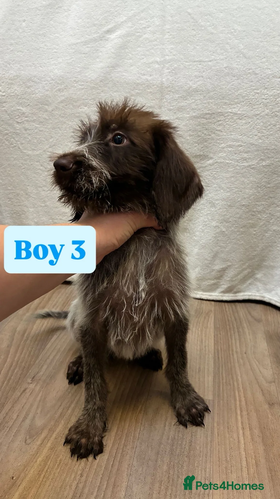 German Wirehaired Pointer dogs for sale: German wire hair pointers for sale - Advert 24