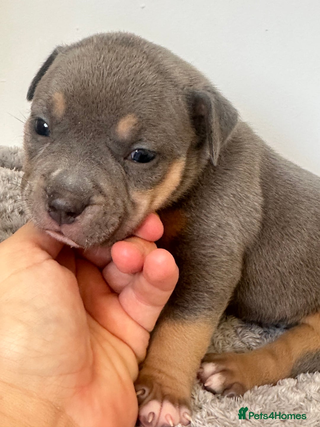 American Bully dogs for sale: Pocket Bullies ( not banned breed) - Image 12
