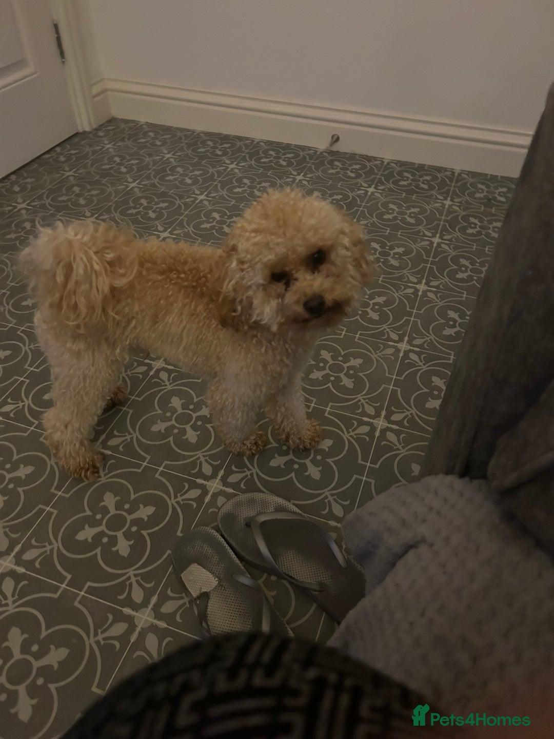 Toy Poodle dogs for stud:  proven tiny 2.3kg KC registered red toy poodle  in Devizes - Advert 6