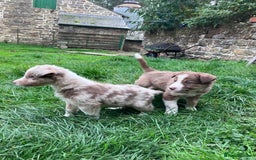 Border Collie dogs for sale: Beautiful litter of border collies - Image 6