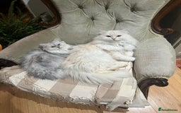 Persian cats for sale: Persian Chinchilla cross kittens for sale  - Image 3