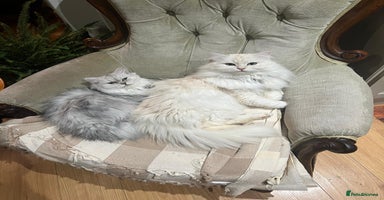 Persian cats - Advert 10