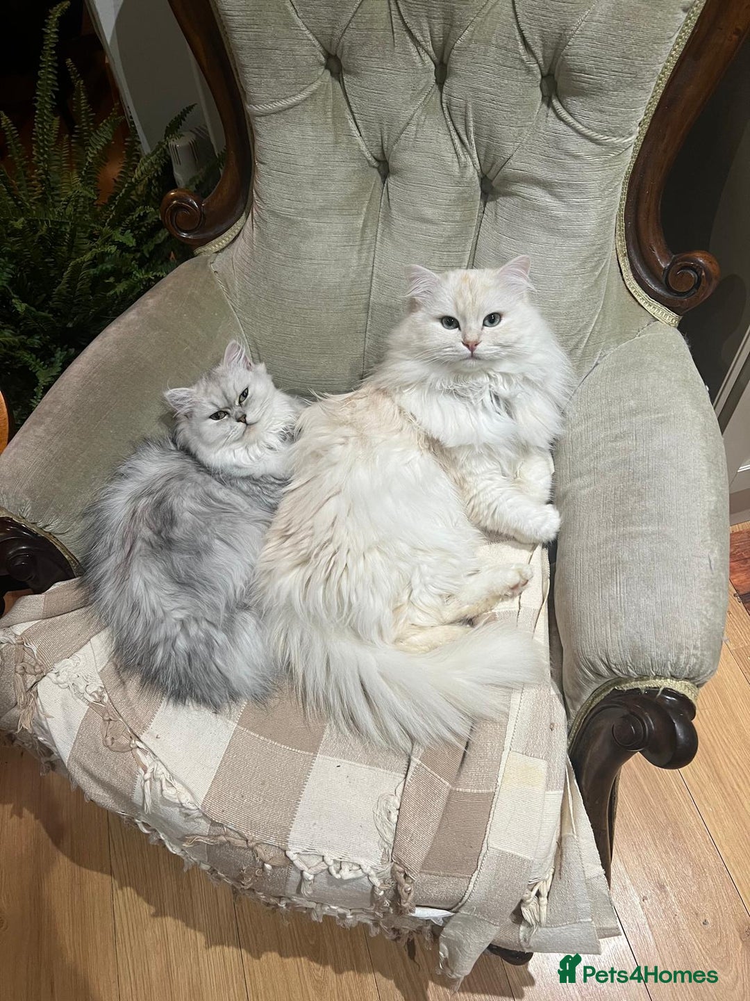 Persian cats for sale: Persian Chinchilla cross kittens for sale  - Image 3