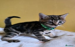 Mixed Breed cats for sale: Gorgeous 2 Girls and 3 boys For sale - Image 7