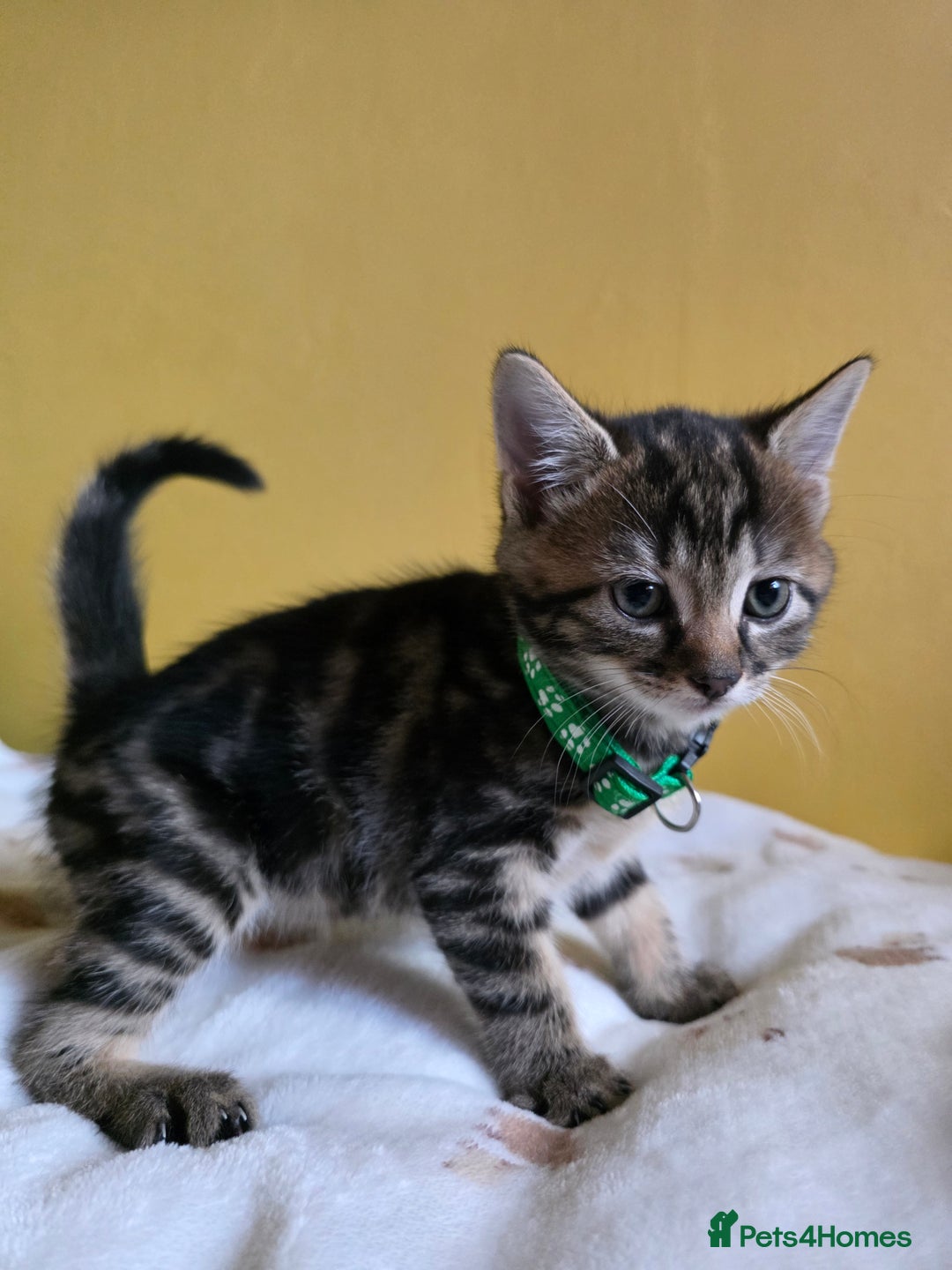 Mixed Breed cats for sale: Gorgeous 2 Girls and 3 boys For sale - Image 7