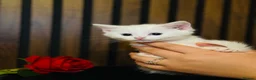 Domestic Shorthair cats for sale: Last 1 | Pure White Kitten for Sale | Ready Now  - Advert 6